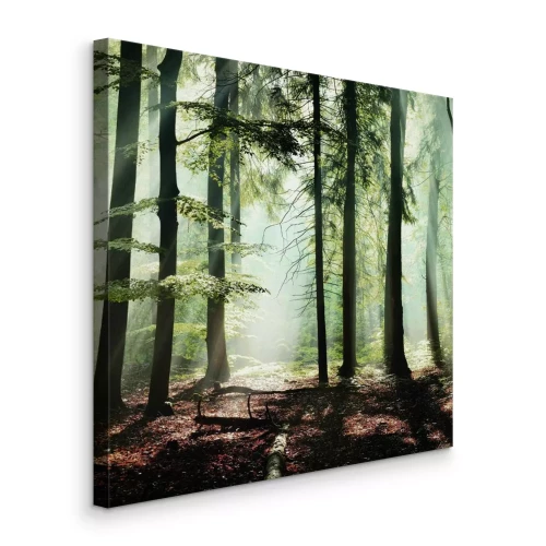 Canvas Een naaldbos verlicht door het zachte ochtendlicht