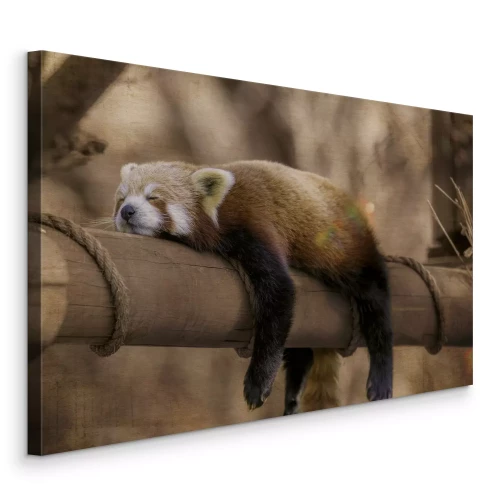 Canvas Een panda slaapt vredig tussen de takken van de bomen