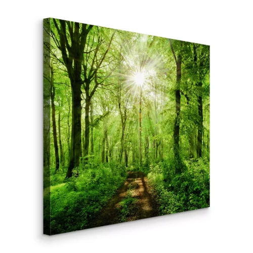 Canvas Zonsopgang boven een groene bosweg