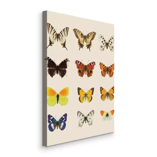 Canvas Vlinders in een kleurrijk palet
