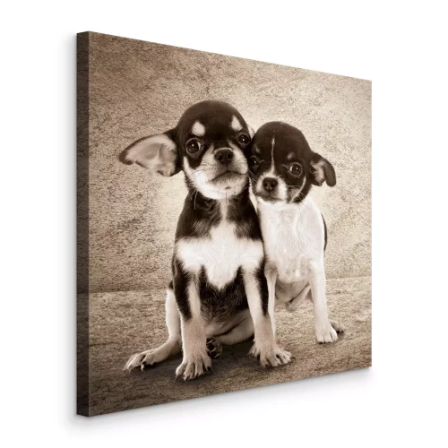 Canvas Schattig paar chihuahua-puppy&#39;s