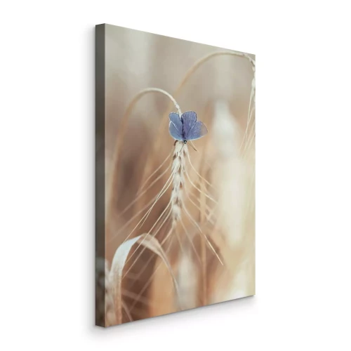 Canvas Een blauwe vlinder op een gouden korenaar