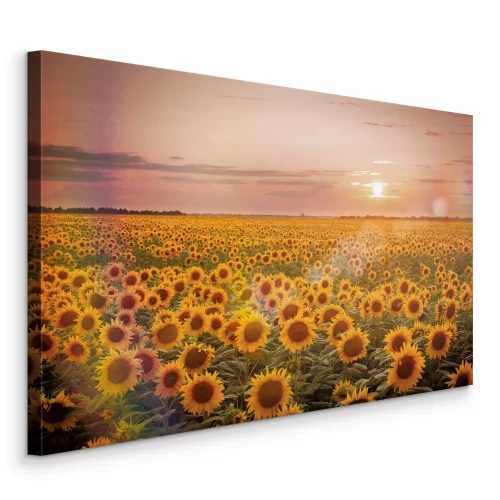 Canvas Een zonovergoten veld met zonnebloemen