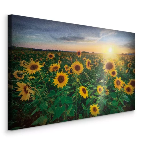 Canvas Een veld zonnebloemen in de zon