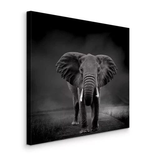 Canvas Zwart-witportret van een bewegende olifant
