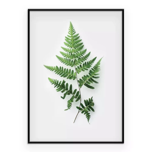 Poster Minimalistische botanische illustratie van een varen