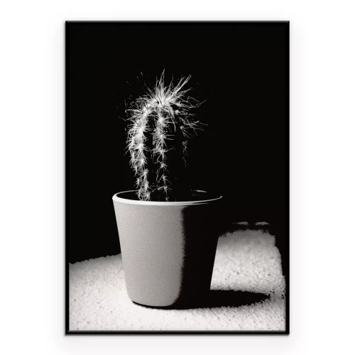 Poster Cactus in de schijnwerpers