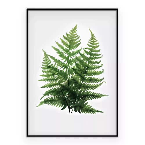 Poster Botanische illustratie van groene varens