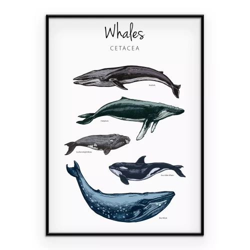 Poster Educatieve illustratie van walvissen met bijschriften