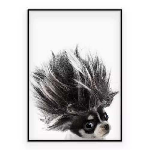 Poster Chihuahua met wapperend haar