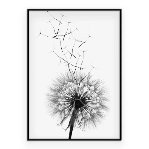 Poster Een delicate zwart-witillustratie van een paardenbloem