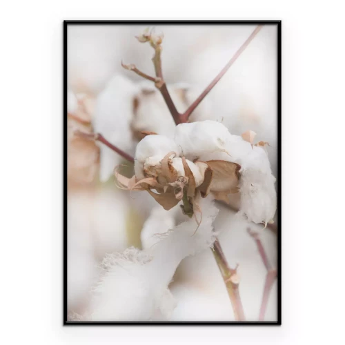 Poster Zachte witte pluizige katoenen bloemen