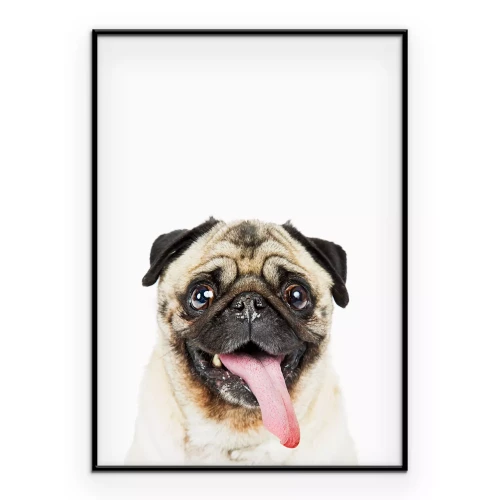 Poster Portret van een lachende mopshond met zijn tong uitgestoken