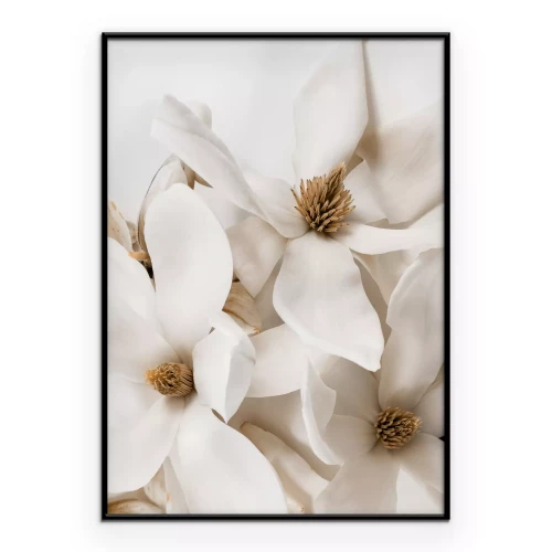 Poster Weiße Magnolienblüten im Glamour-Stil