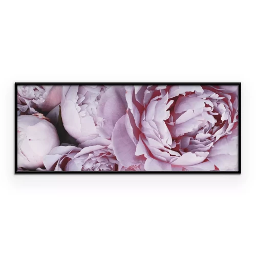 Poster Lila Pfingstrosen in voller Blüte