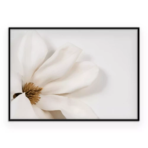 Poster Magnolie weiße Blume auf hellem Hintergrund