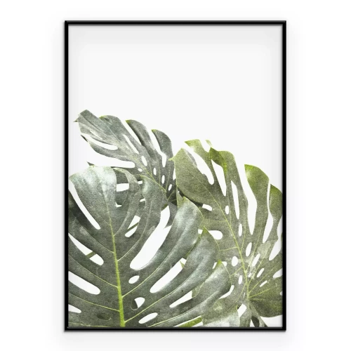 Poster Pflanzliche Komposition aus grünen Monstera-Blättern auf weißem Hintergrund