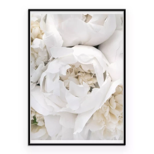 Poster Weiße Rosen romantische Blumen aus der Nähe