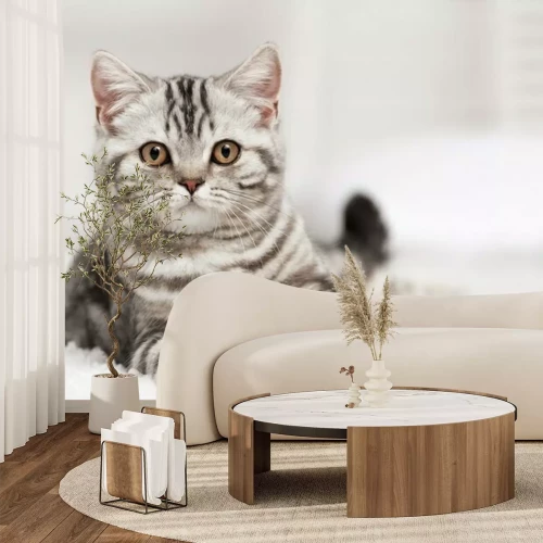 Fotobehang Gestreepte kat op een tapijt