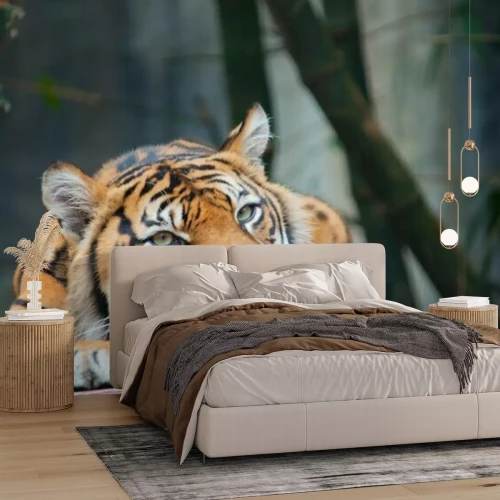 Sticker Tijger met kop rustend op poten en bamboe