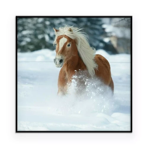 Poster Een bruin paard galoppeert in de sneeuw.