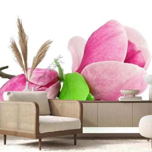 Sticker Foto van een magnolia op een witte achtergrond