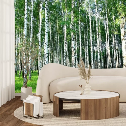 Fotobehang Een berkenbos in de avondzon