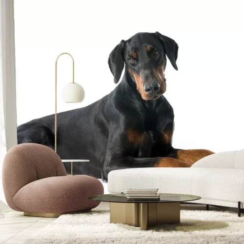 Sticker doberman pinscher