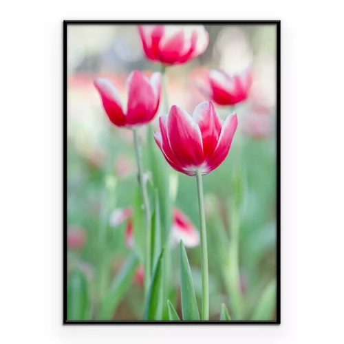 Poster Witte en roze tulpen
