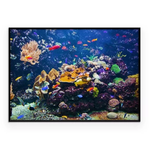 Poster Een school vissen zwemt tussen de koralen.