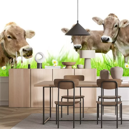 Sticker Koeien familie in de weide, geïsoleerd op witte achtergrond