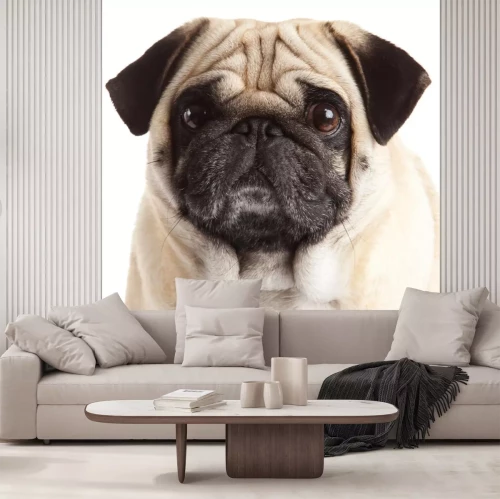 Sticker pug hond geïsoleerd op een witte achtergrond