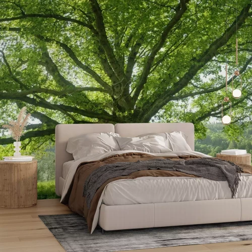 Fotobehang Brede eik