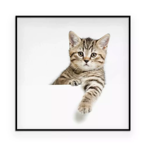 Poster Gestreepte kat op een lichte achtergrond