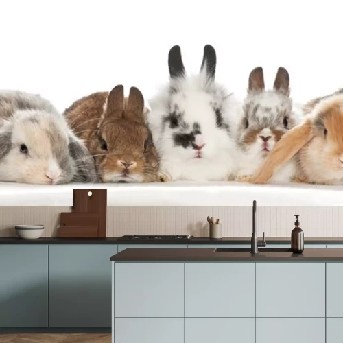 Sticker Kleine konijntjes op een witte achtergrond