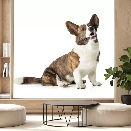 Sticker Welsh Corgi Cardigan