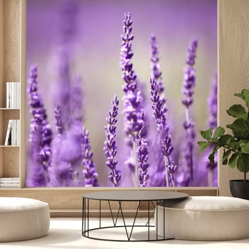 Fotobehang Lavendelbloem