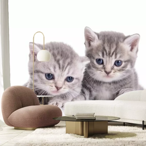 Fotobehang Twee katten in grijs