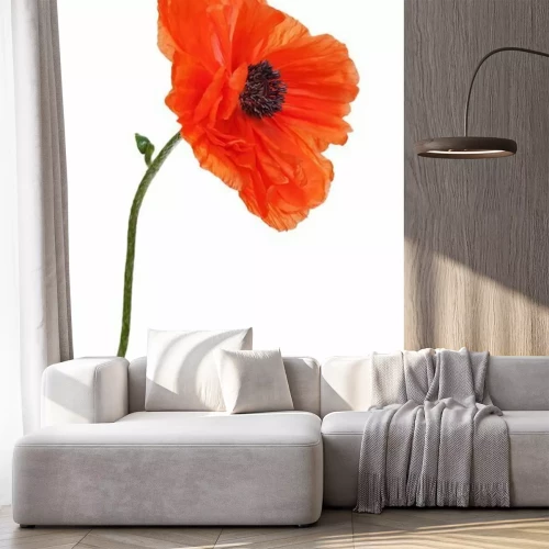 Fotobehang Een enkele klaproos op witte achtergrond