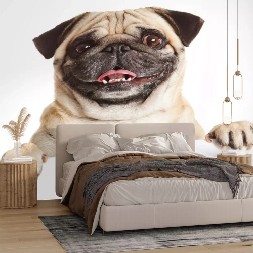 Sticker Pug Hond met lege billboard. Hond boven banner of teken. Pug hond