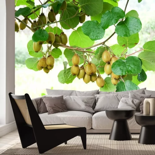 Sticker Grote cluster van kiwi's op de boom