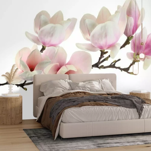 Fotobehang Magnolia op een witte achtergrond