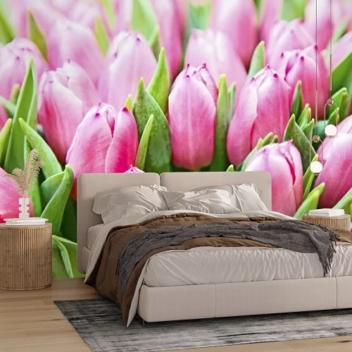 Fotobehang Veredeling van roze tulpen