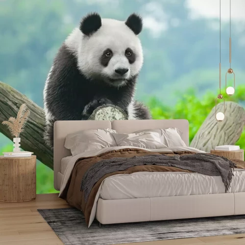 Fotobehang Foto van een panda die in een boom zit