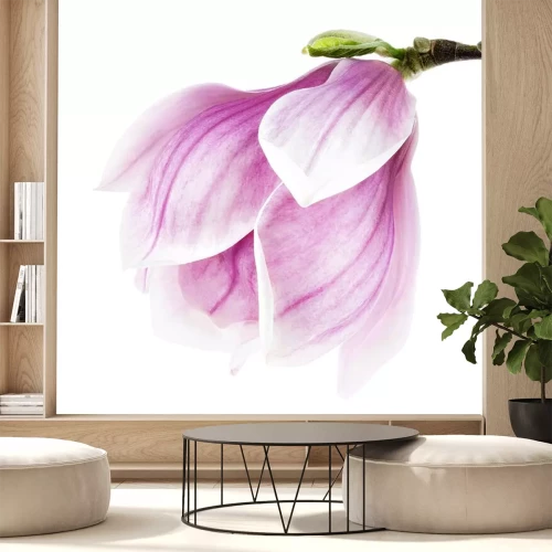 Sticker Purpere magnolia in close-up