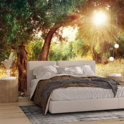 Fotobehang Olijfbomen