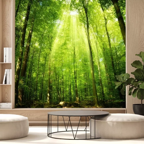 Fotobehang Een loofbos verlicht door de zonnestralen