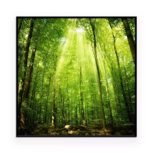 Poster Een loofbos verlicht door de zonnestralen