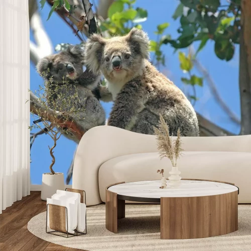 Fotobehang Koala beren op bomen in Australië