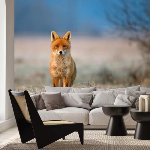 Fotobehang Rode vos